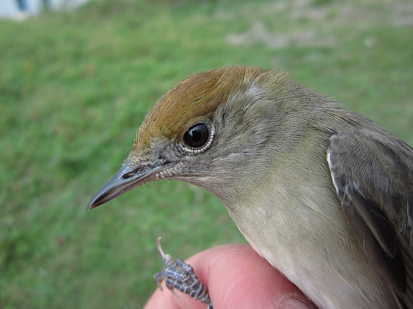 Blackcap, Sundre 20120828